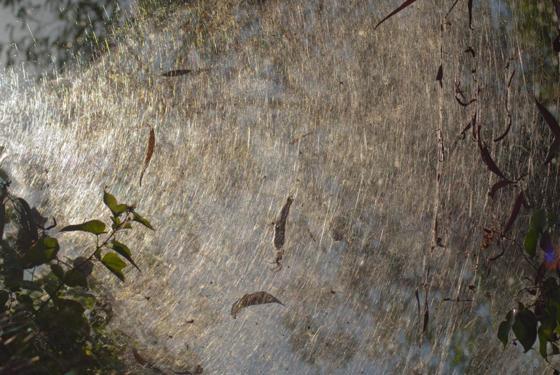 "Tent Web Spider Web" stock image