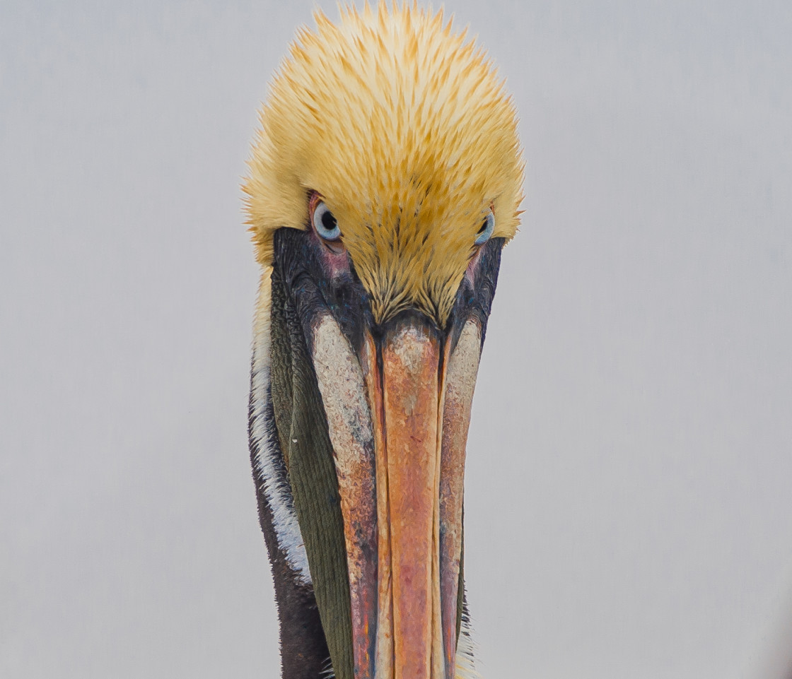 "Young Pelican" stock image