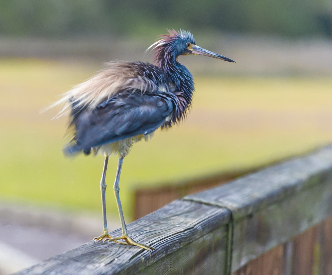 "Great blue heron" stock image