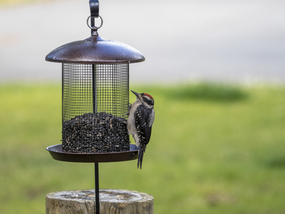 "Woodpecker" stock image