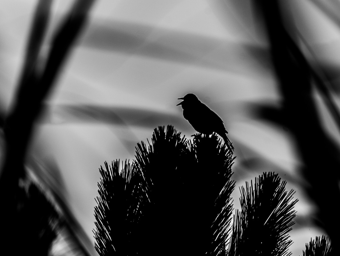 "Red Winged blackbird singing silhouette" stock image