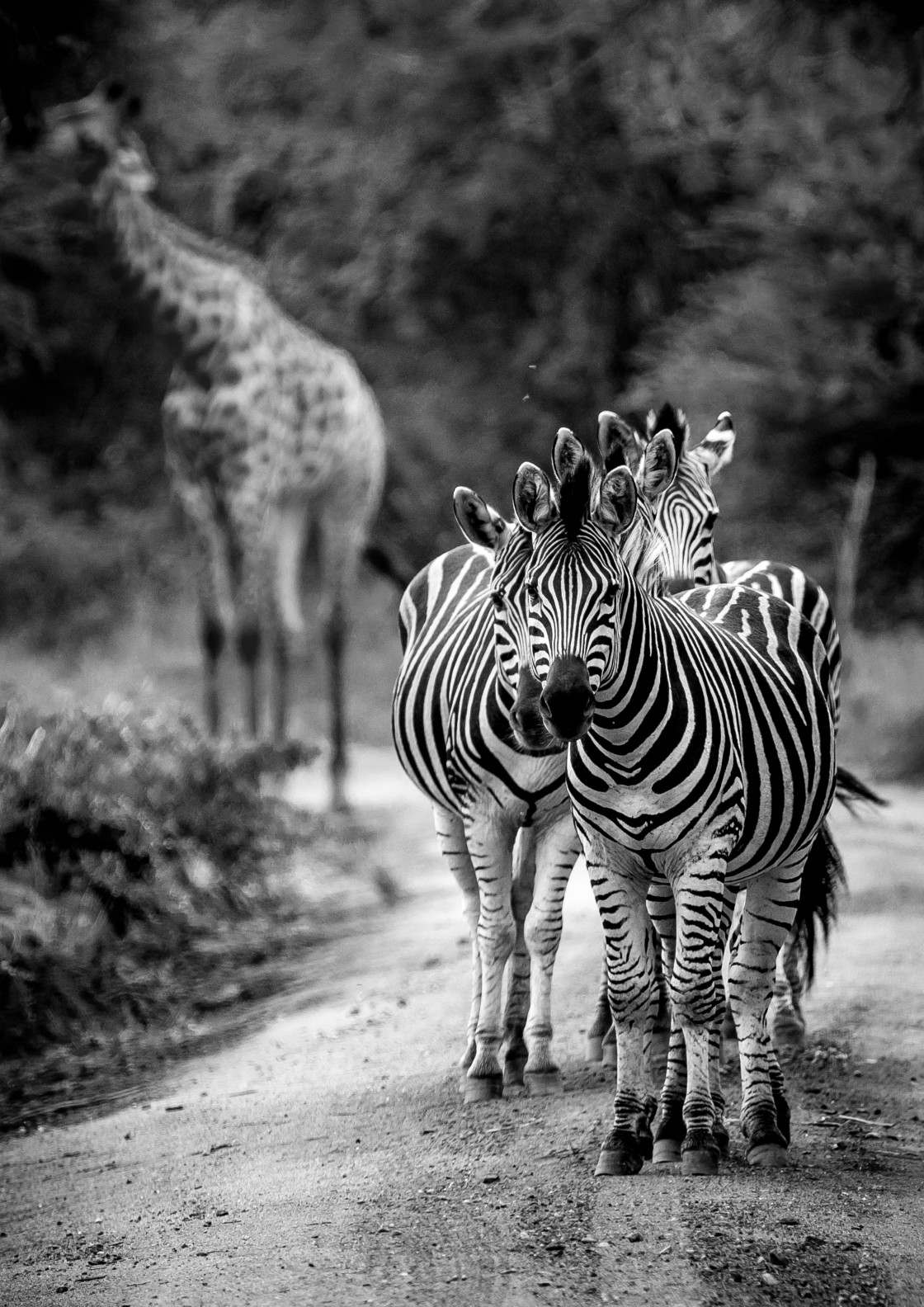 "Line Up" stock image