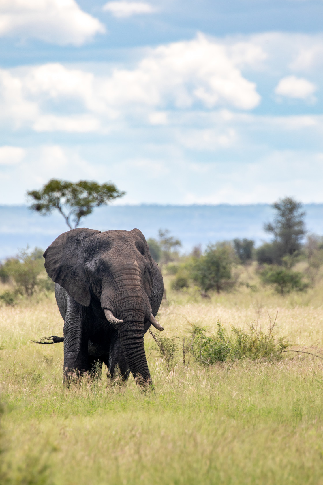 "Elephant Portrait" stock image