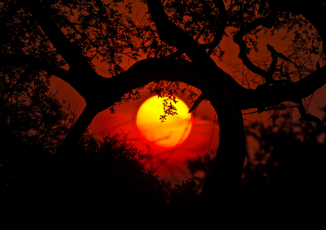 "Bush Sunrise" stock image