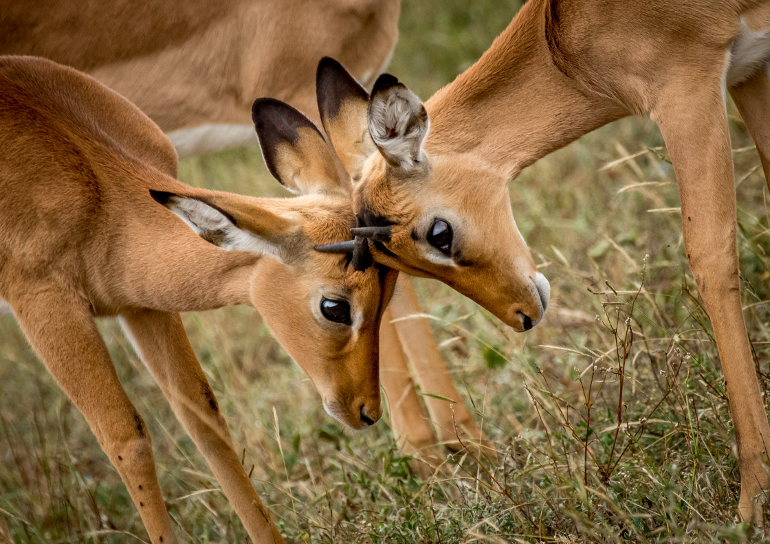 "Baby Rams" stock image