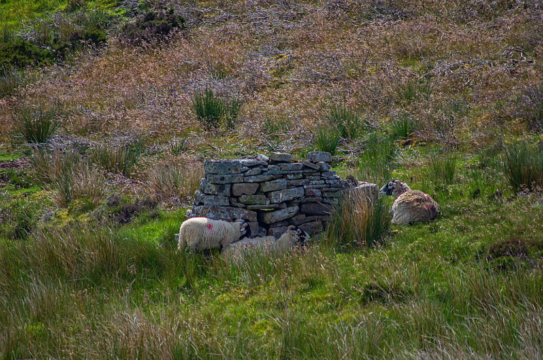 "Sheep in remains of an old industrial building" stock image