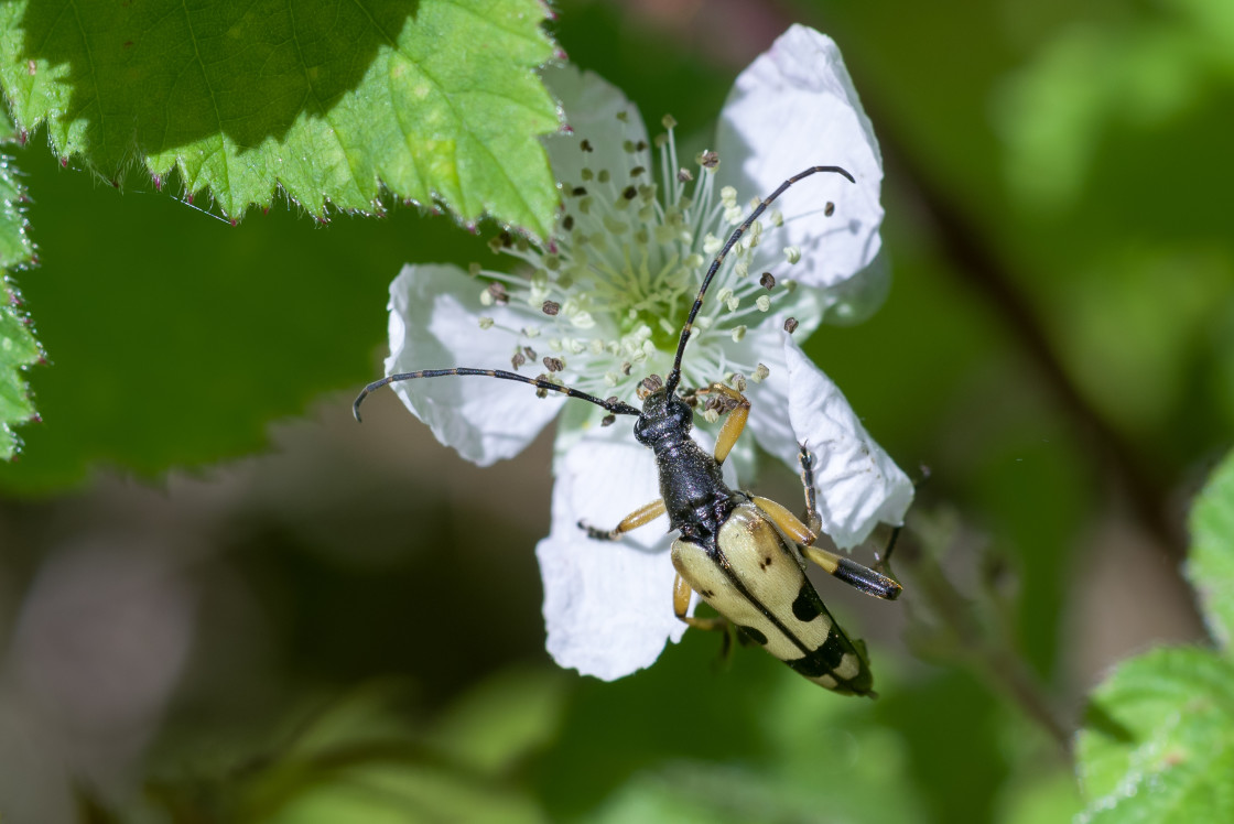 "Spotted Longhorn Beetle" stock image