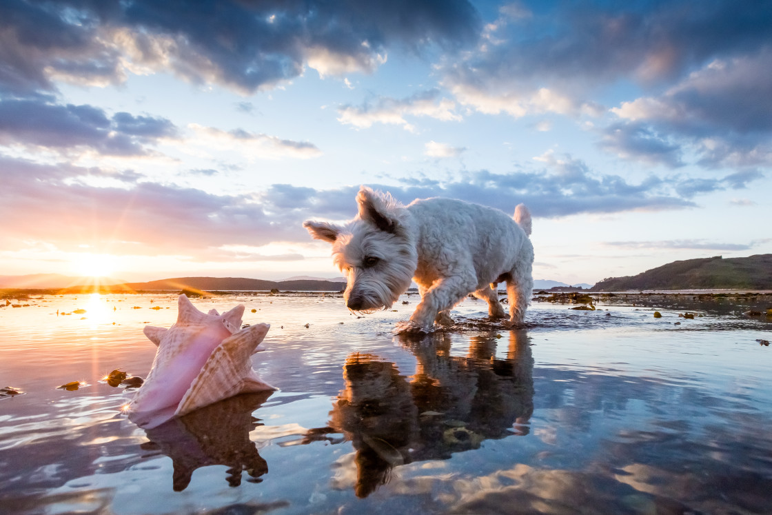 "Beachcomber" stock image