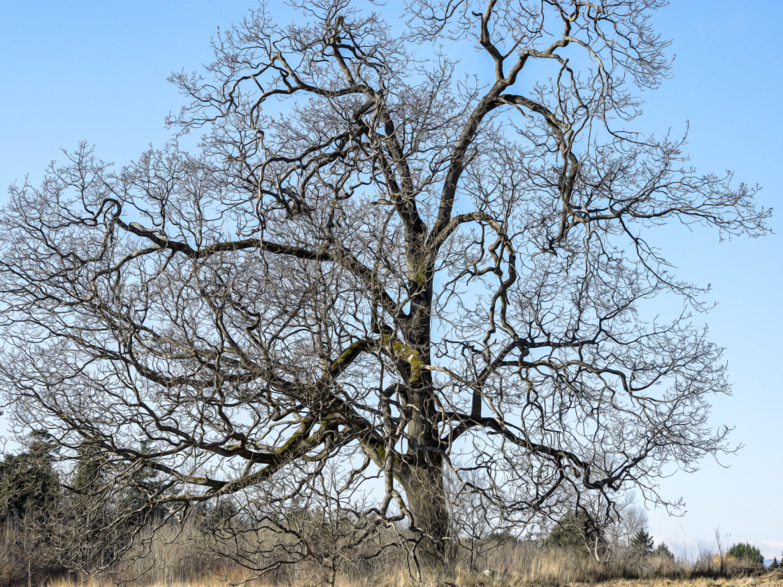 "Gnarly Tree" stock image