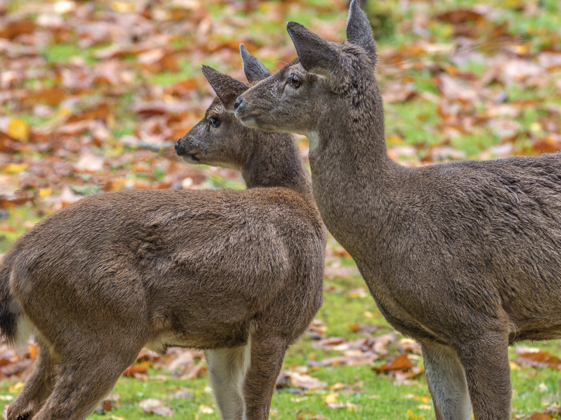 "Young Deer" stock image