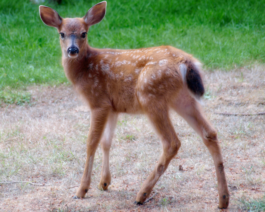 "Young Deer" stock image