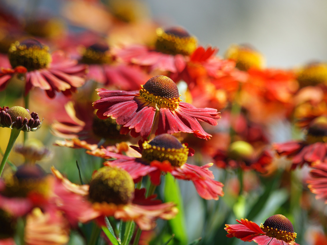 "Red Flower" stock image