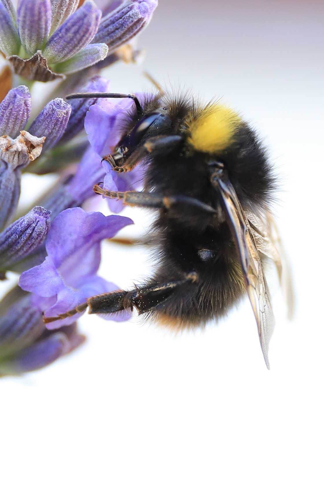 "Bumblebee feeding" stock image