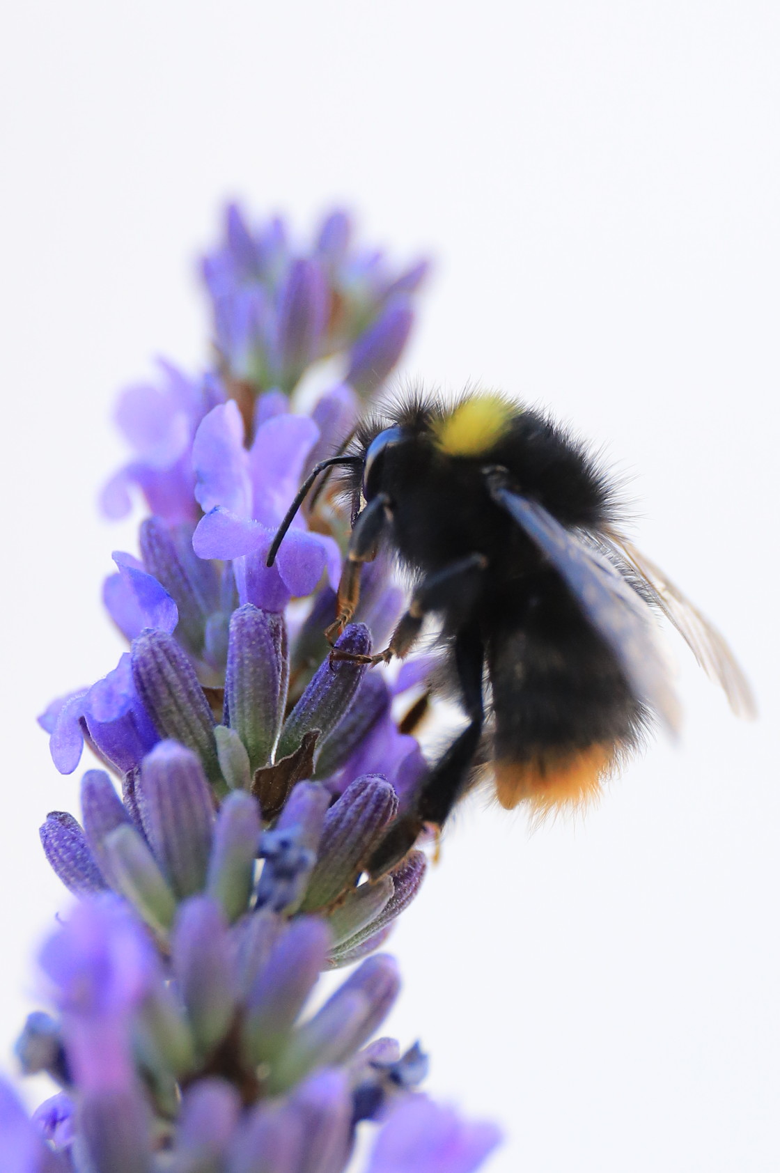 "Bumblebee feeding" stock image