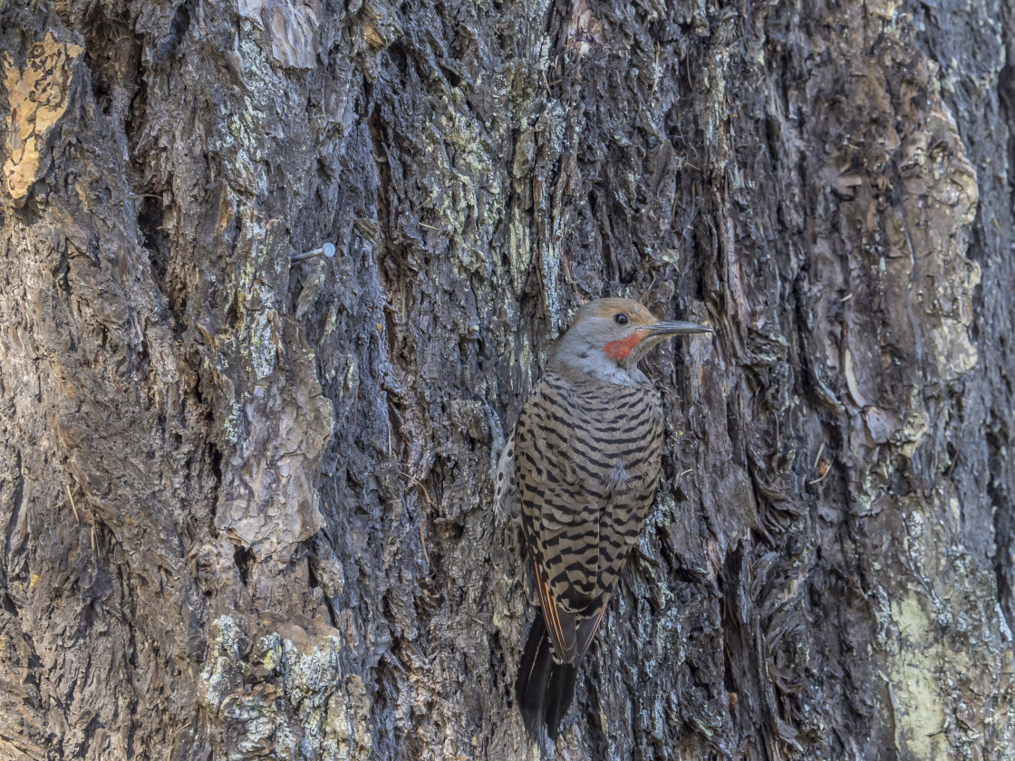 "Northern Flicker" stock image