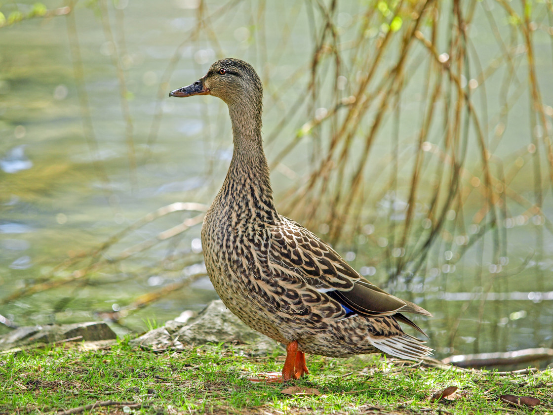 "Standing Pretty" stock image