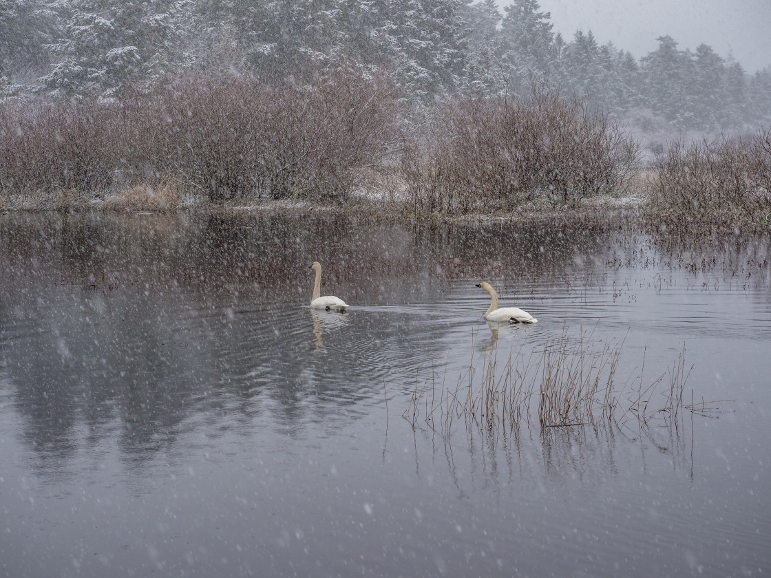 "Swan Lake" stock image