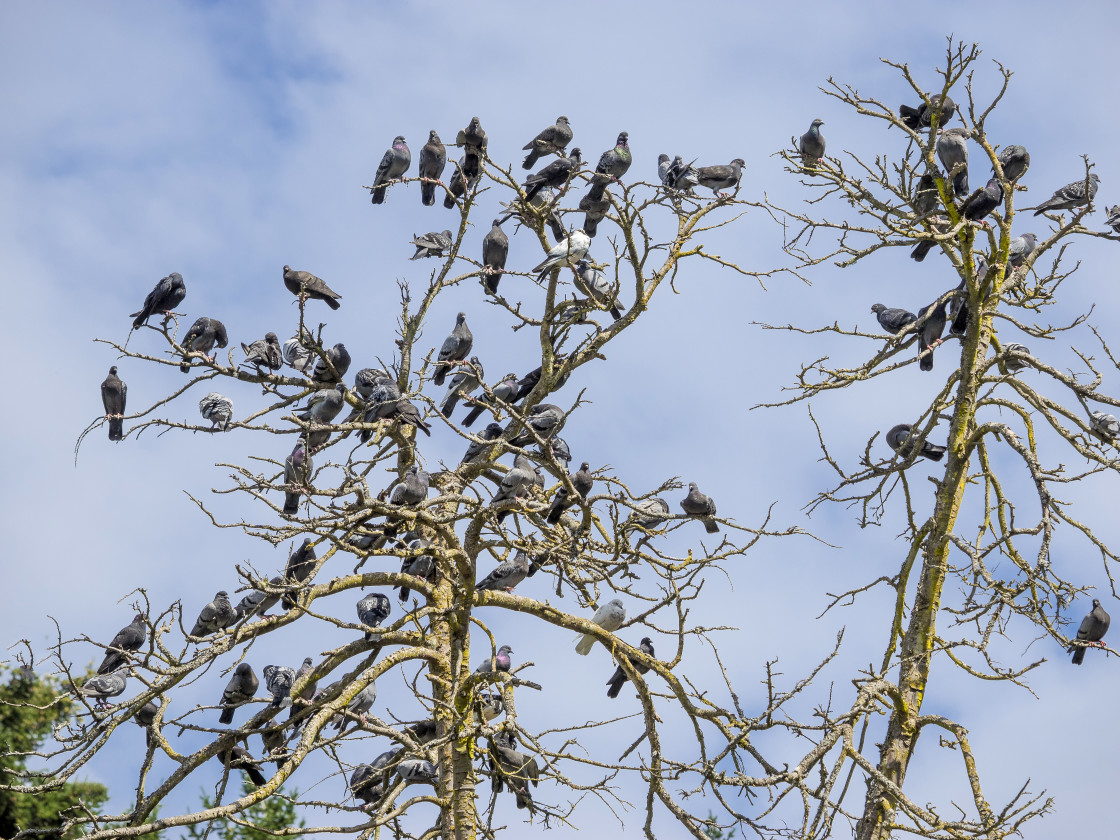 "Pigeon Tree" stock image