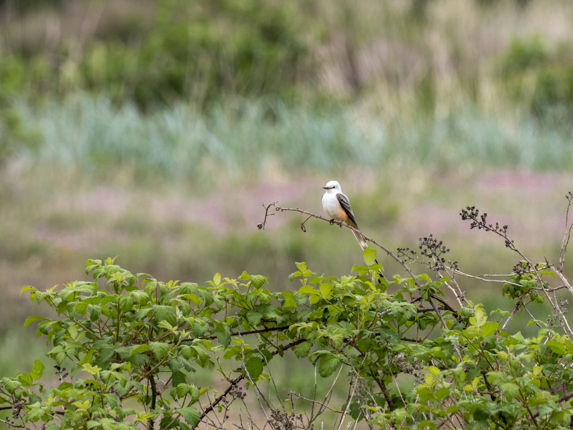 "Scissor-tailed flycatcher" stock image