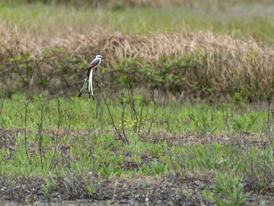 "Scissor-tailed flycatcher" by Beth Rand Photography - $7.63 "Scissor-tailed flycatcher" stock image