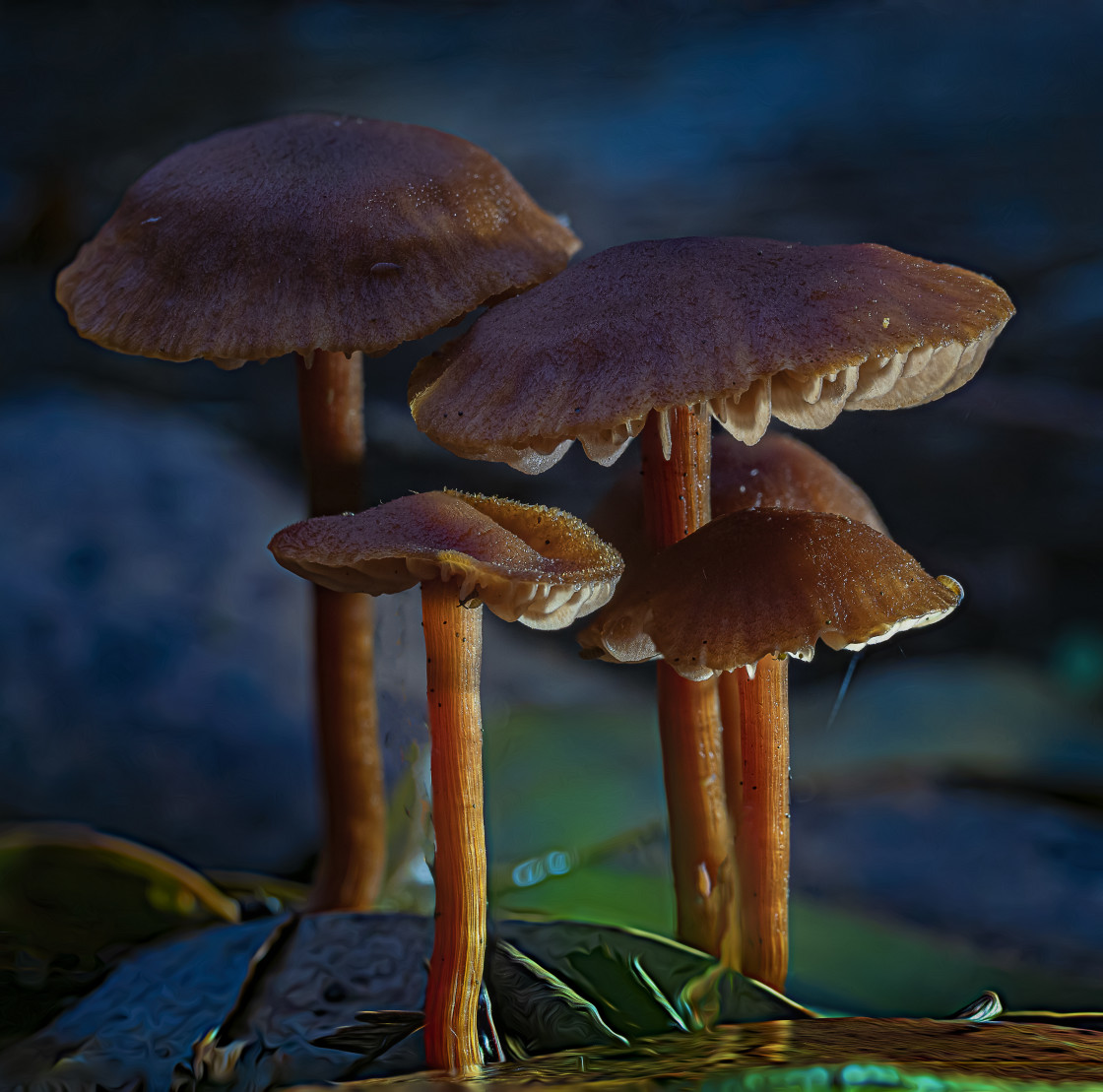 "Fabulous Fungus" stock image