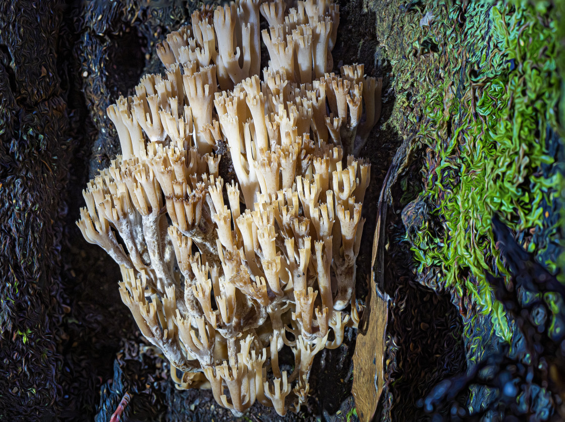 "CORAL FUNGUS - RAMARIA" stock image