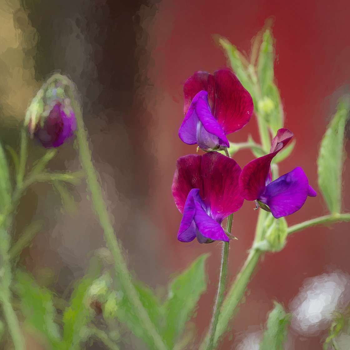 "Sweet Pea" stock image