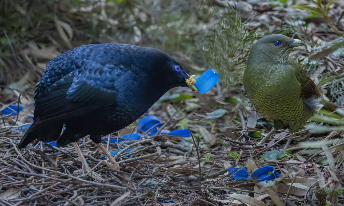 "Satin Bower Bird performs#1" stock image