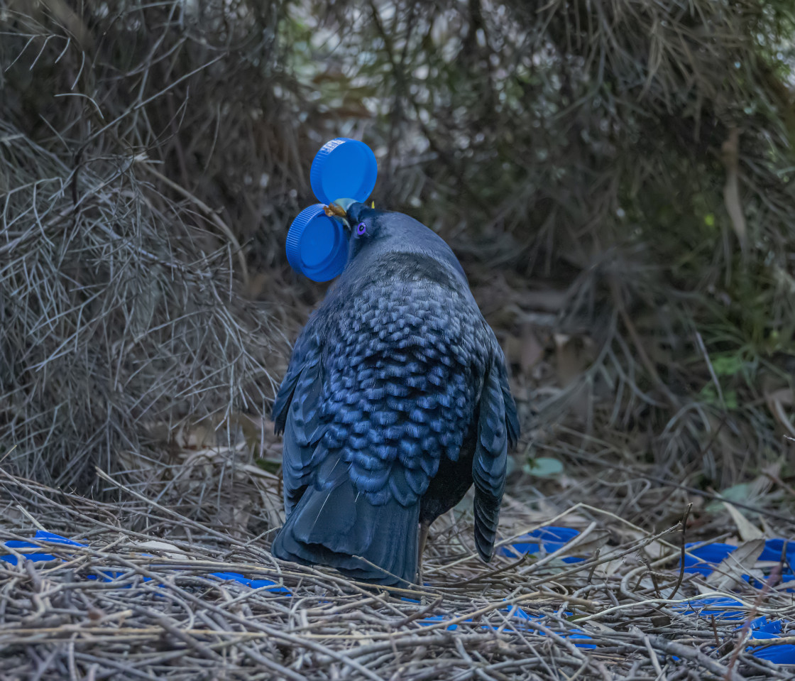 "Satin Bower Bird performs#2" stock image