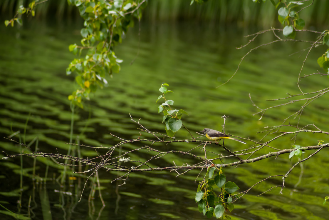 "Grey Wagtail" by Gordon England - $12.09 "Grey Wagtail" stock image
