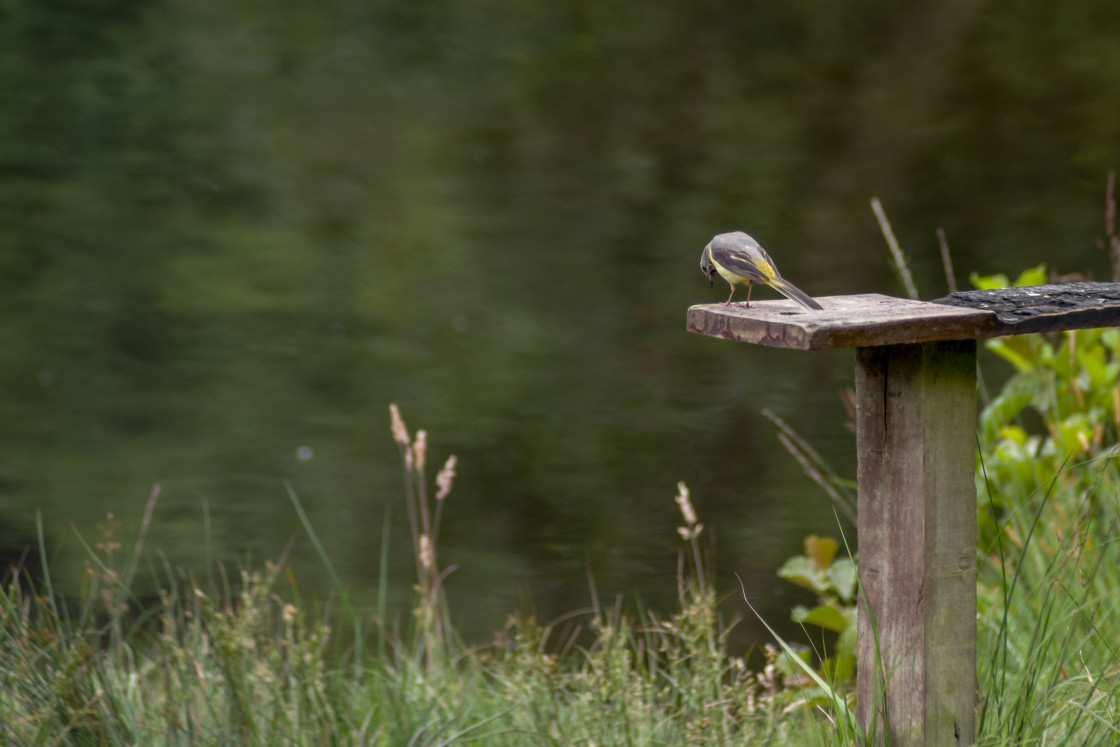 "Grey Wagtail" by Gordon England - $12.06 "Grey Wagtail" stock image