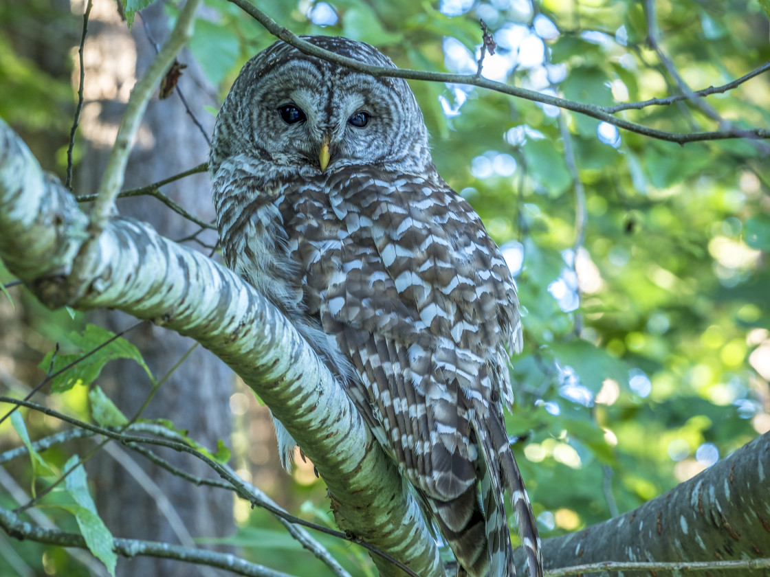 "Barred Owl" stock image