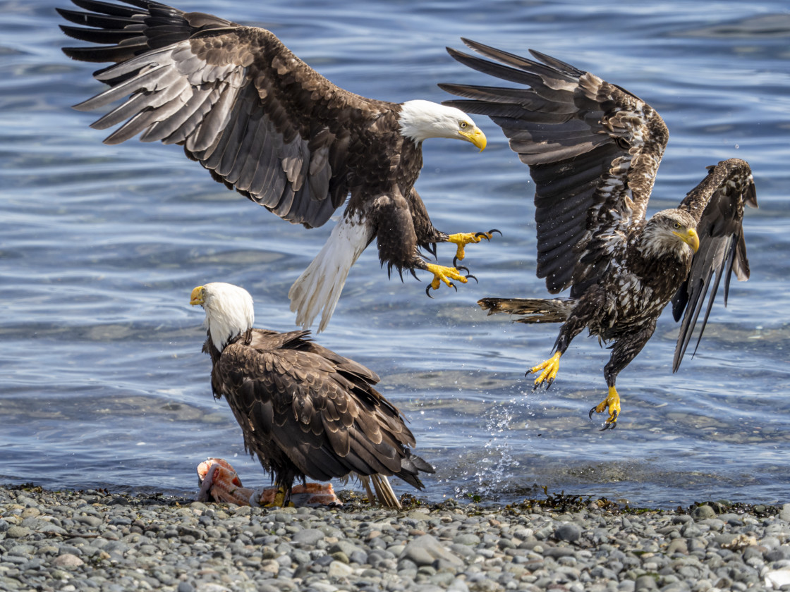 "Fish Fight" stock image