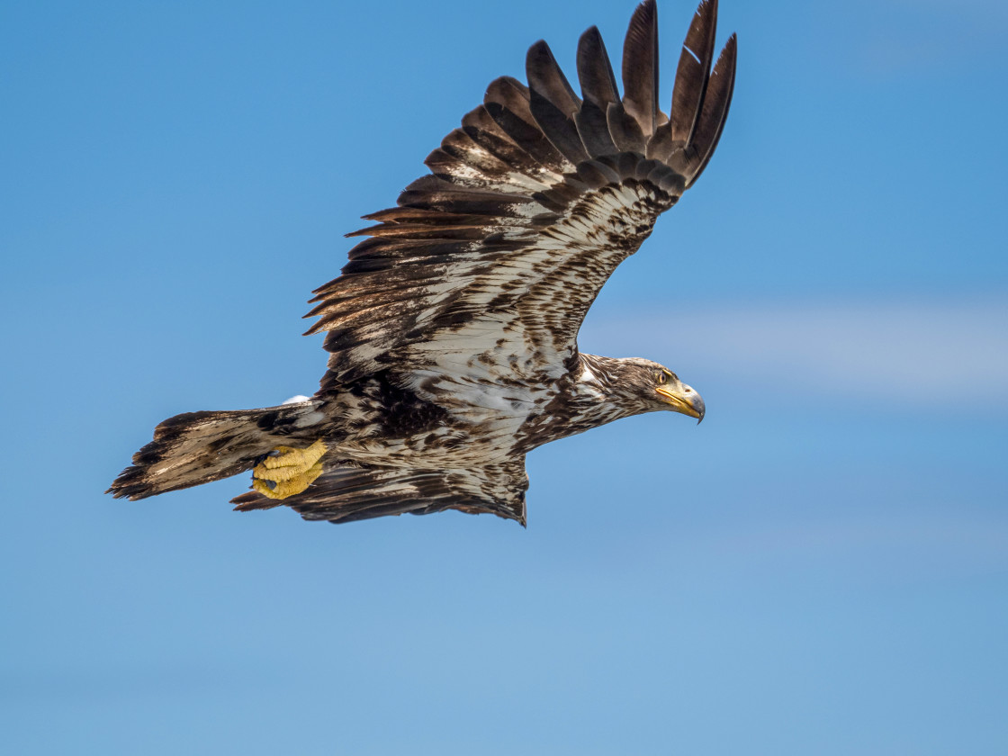 "In Flight" stock image