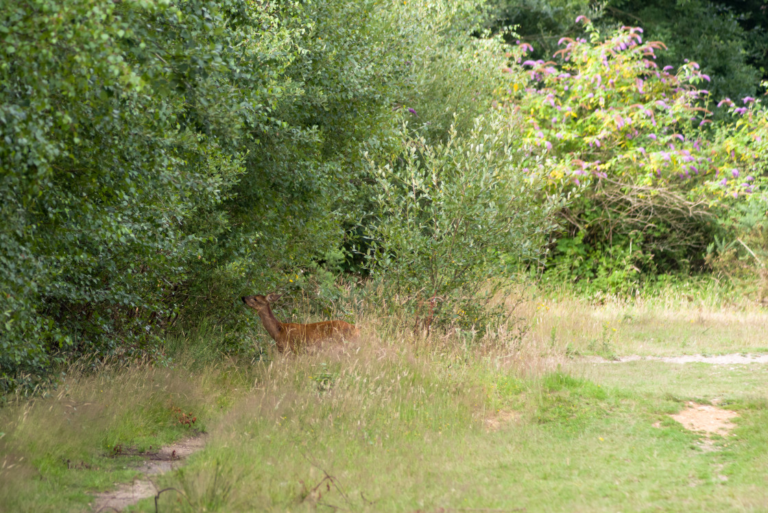 "Roe Deer Doe" stock image