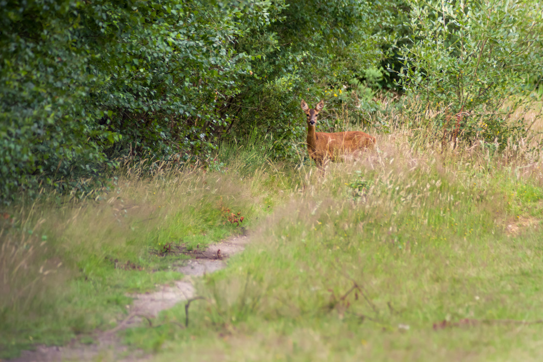 "Roe Deer Doe" by Gordon England - $12.63 "Roe Deer Doe" stock image