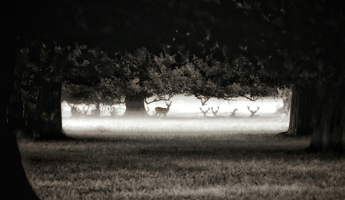 "Stags in the mist" stock image