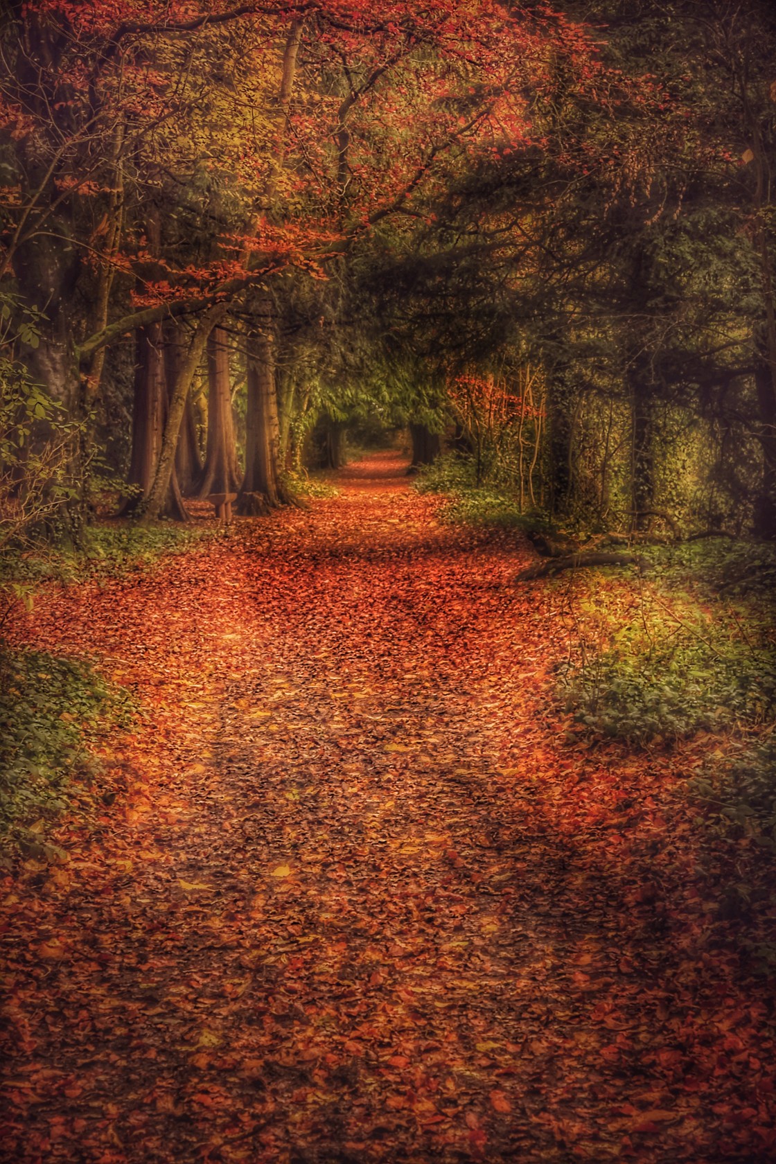 "Autumn Woodland Walk" by KB Authentic Images - £15.00 "Autumn Woodland Walk" stock image