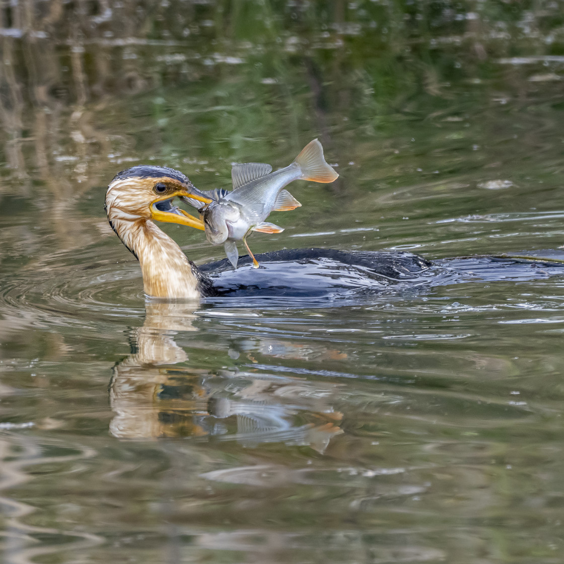 "Little Pied Cormorant Fishing#1" stock image