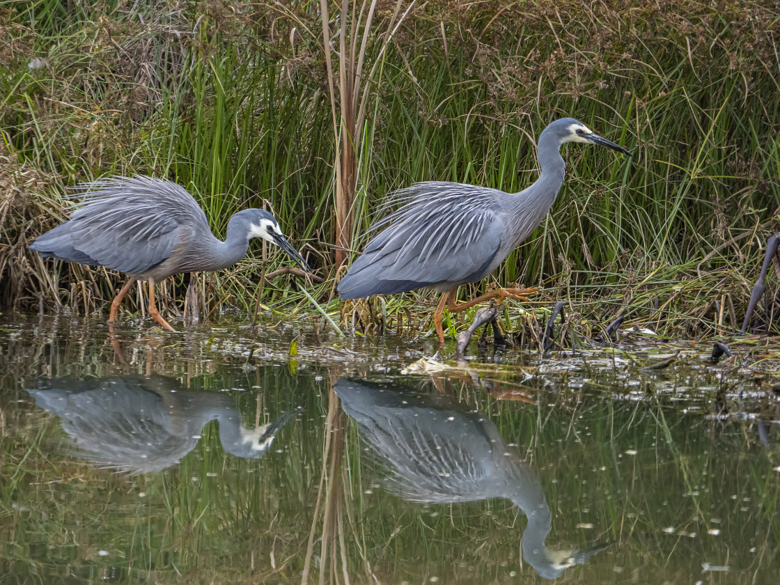 "White-faced Heron in Breeding Plumage" stock image