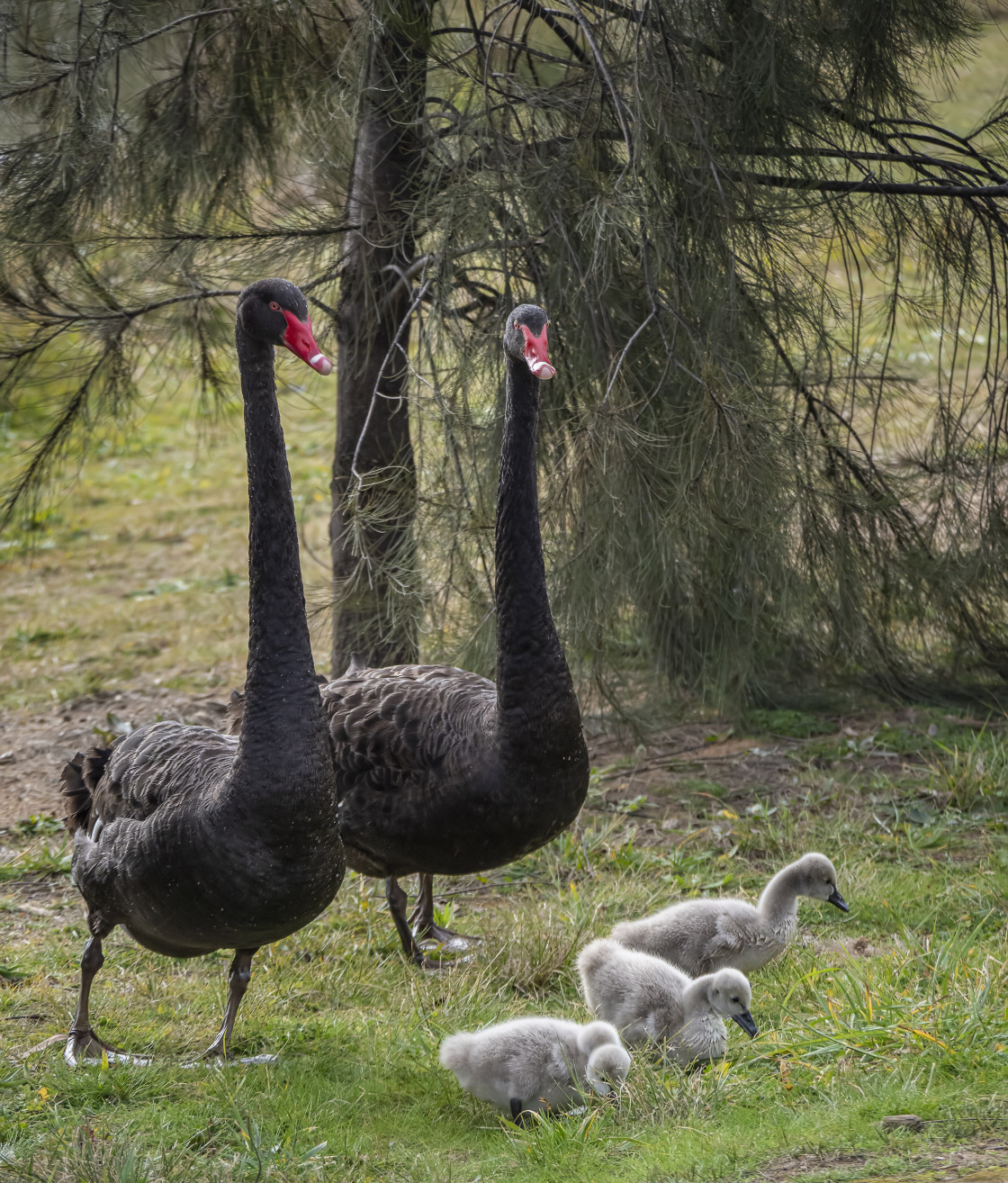 "Swan Family of 5" stock image