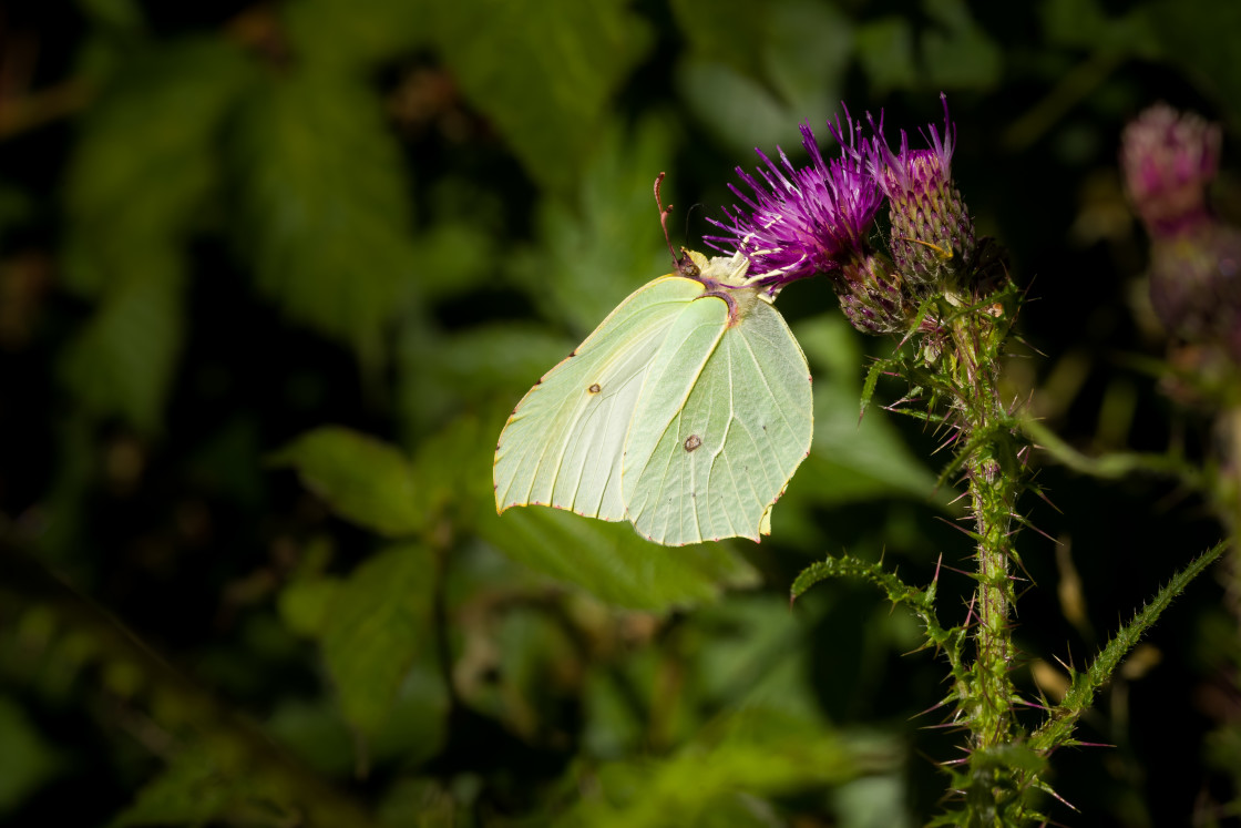 "Brimstone Butterfly" by Gordon England - $12.14 "Brimstone Butterfly" stock image