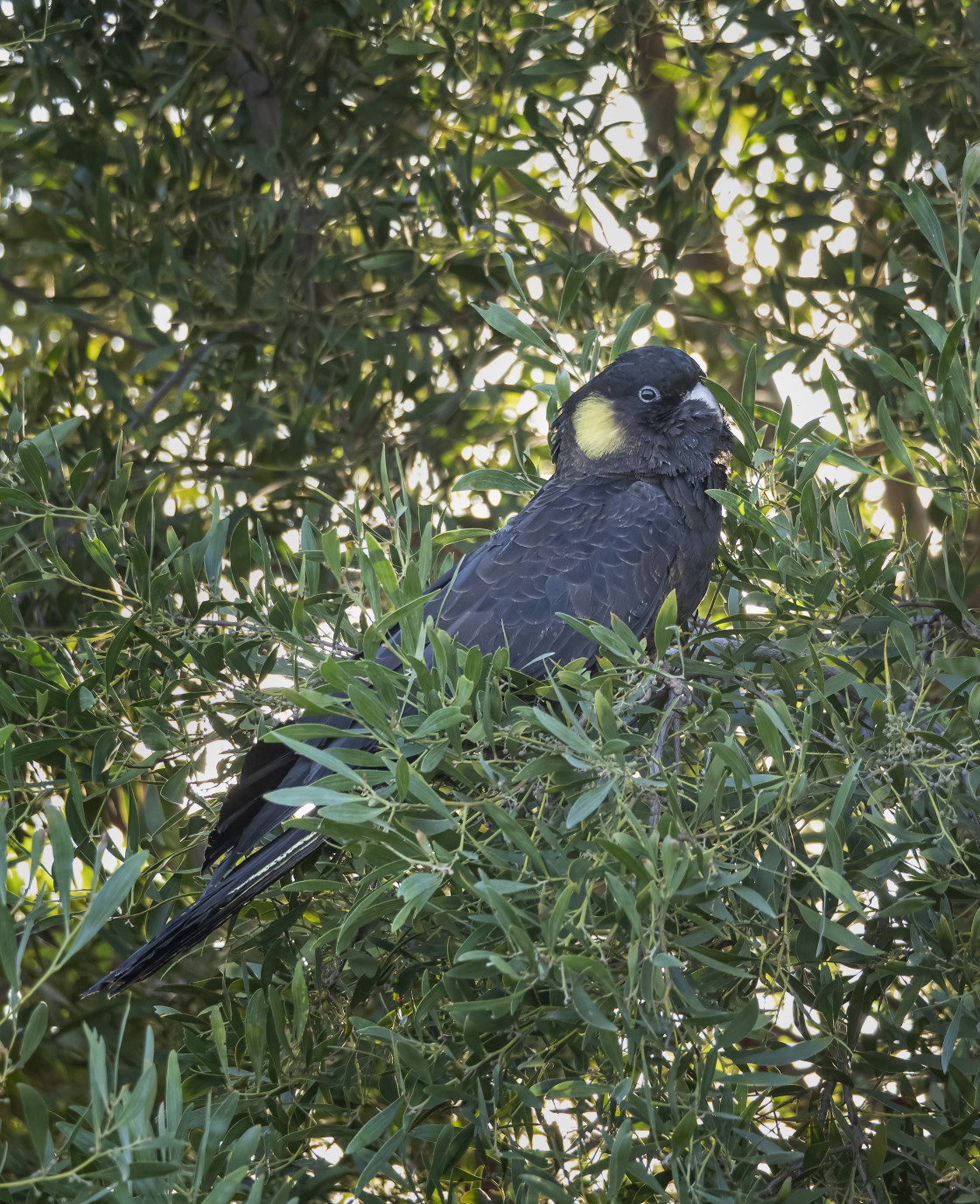 "Yellow-tailed Black Cockatoo" stock image