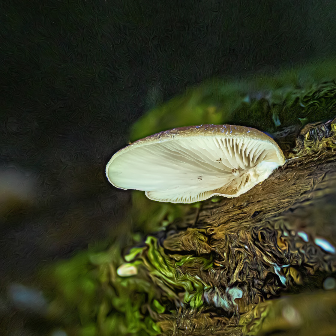 "Fungus on log" stock image