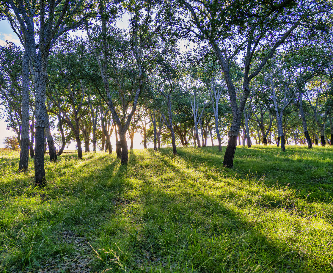 "Cork Oak Plantation #1" stock image