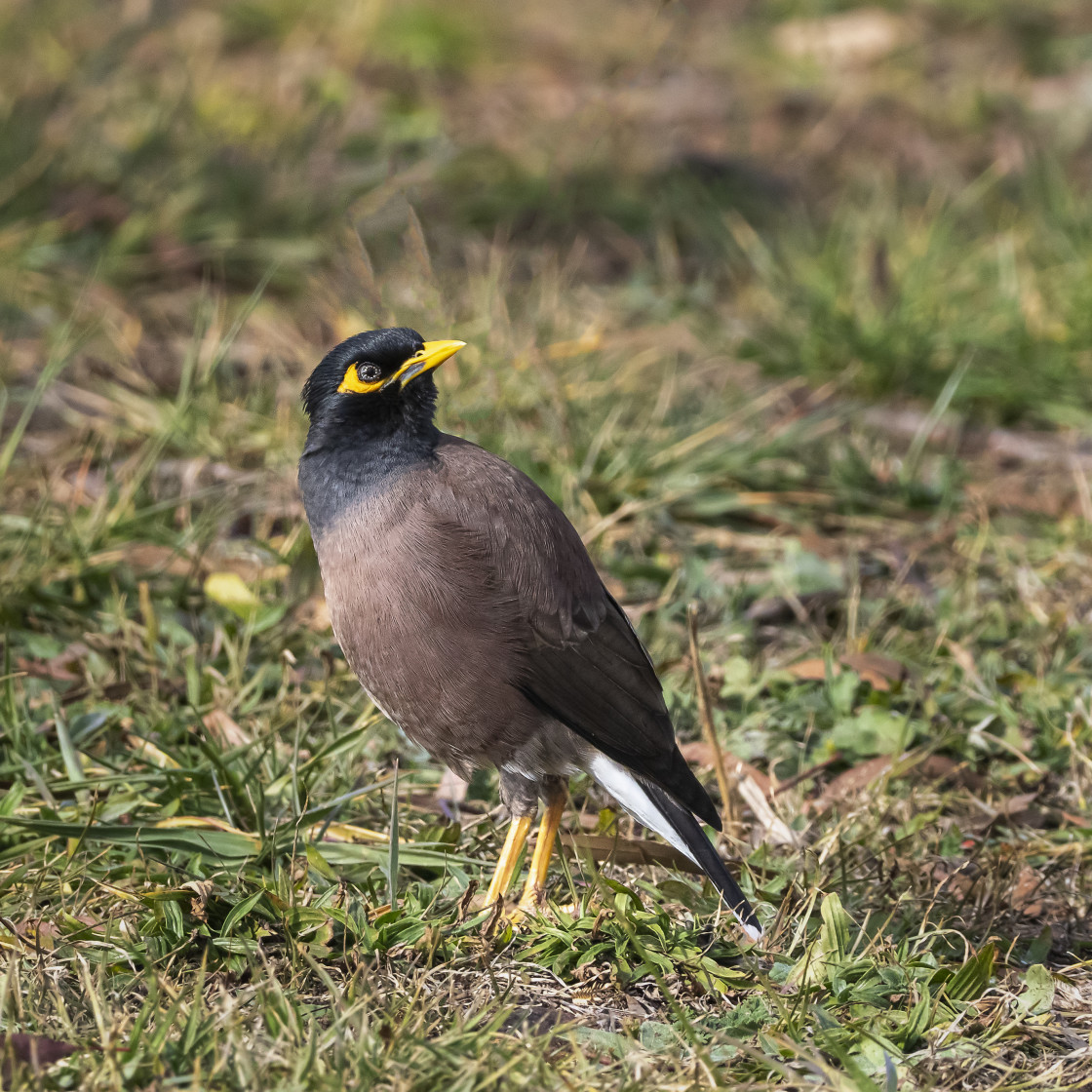 "Common Myna" stock image