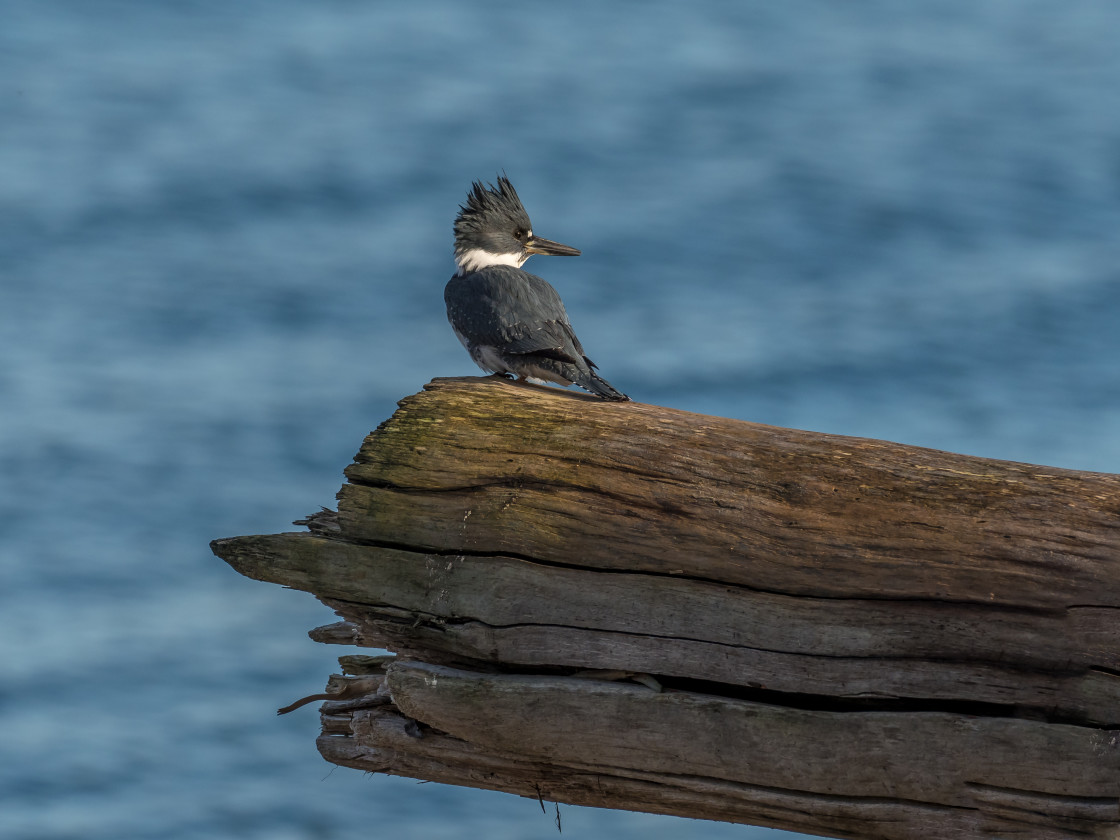 "Kingfisher" stock image