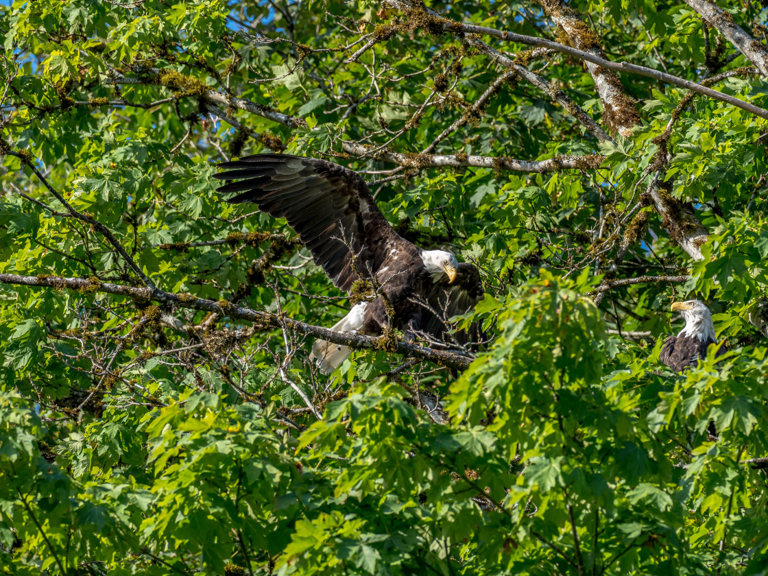 "Eagles" stock image