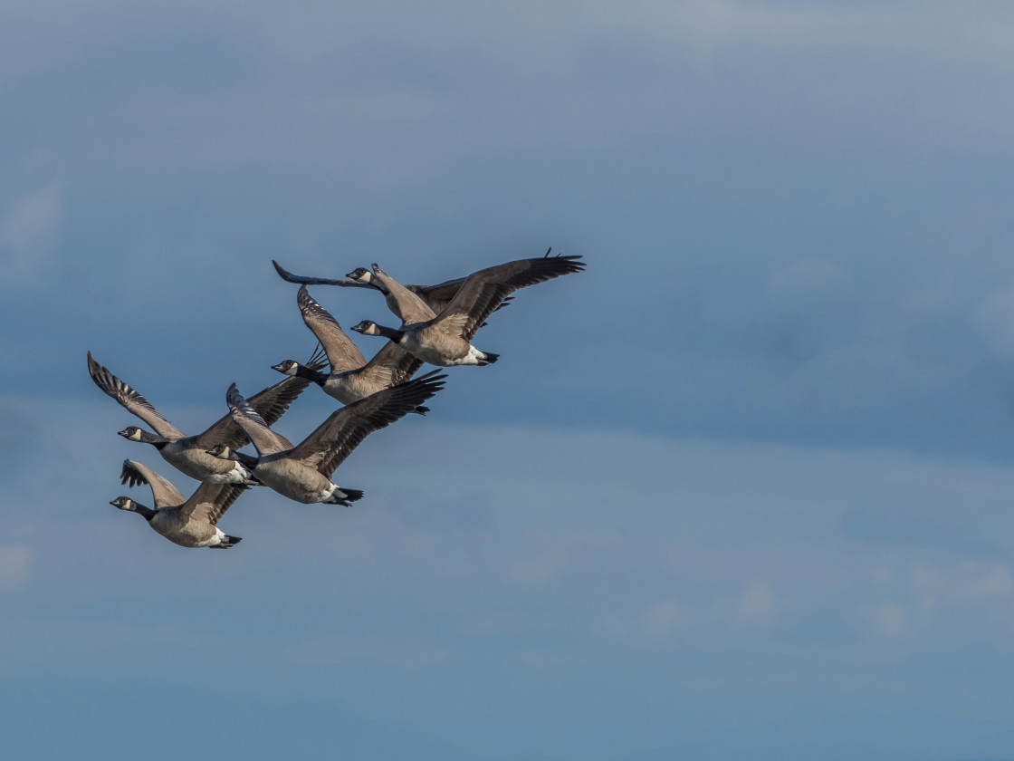 "Geese in Flight" stock image