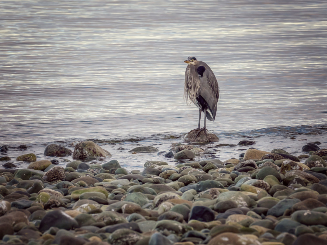 "Great Blue Heron" stock image